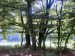 05_Baumallee_Bassenheim