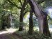 06_Baumallee_Bassenheim