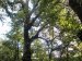 12_Baumallee_Bassenheim