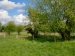 16_Kopfweiden_Finkenwerder_Bruch
