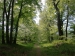 22_Baumallee_Bassenheim
