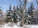 22_Winterwald-bei-Braubach