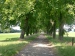 39_Allee-oberhalb-Unkel